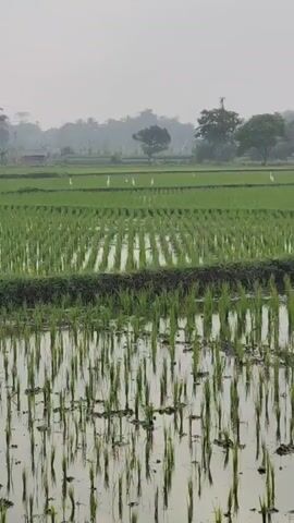 The video shows a tranquil rice paddy field under an overcast sky. The foreground features a water channel on the left, with a concrete edge. The main focus is the lush green rice stalks growing in rows, with some sections submerged in water. White birds, likely egrets, are scattered across the field, appearing to forage. In the background, palm trees and other vegetation are visible, creating a serene, rural landscape. The overall atmosphere is peaceful and natural.