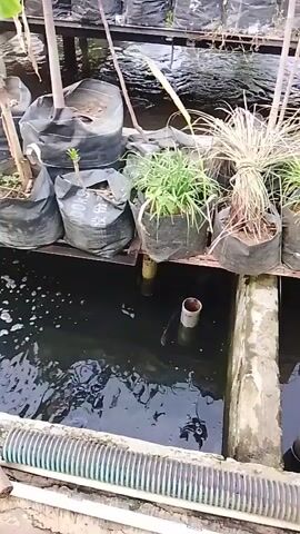 The video shows an outdoor scene with a body of dark water in the foreground. Several potted plants in black bags are arranged on a raised platform above the water. Some of the plants appear to be young trees or saplings, including one that looks like a banana tree. The water has a foamy surface in some areas, suggesting aeration or movement. There are pipes visible along the edge of the water and on a concrete path. In the background, more potted plants and structures are visible, suggesting a nursery or cultivation area. The lighting indicates it is daytime. There are no people clearly visible in the frame for extended periods.