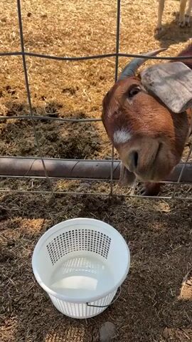 The video shows a brown and white goat with short horns standing behind a metal fence. The goat's head is lowered, and it appears to be looking at a white plastic bucket on the ground. The ground is covered in straw and dirt. In the background, another white goat is visible further back in a pen. The lighting suggests it is daytime and sunny.