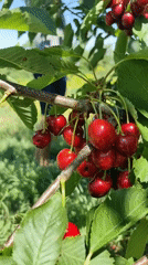 Ripe cherries at peak harvest in a sunny orchard
