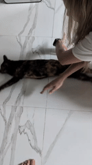 Morning moments with cat and tropical scenery on Ko Pha-ngan