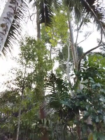 This video captures a low-angle, moving shot of a dense forest or jungle environment. The camera pans slightly upwards and across, revealing a variety of tall trees and lush green foliage. Sunlight filters through the canopy, creating a dappled effect on the undergrowth. The scene appears natural and undeveloped, with no obvious signs of human structures or activity. The presence of palm-like leaves suggests a tropical or subtropical climate.