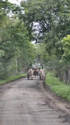 A man drives an ox-cart along a dirt road that is flanked by trees. The man is seated on the cart. Two oxen are harnessed to the front of the cart and are pulling it. The man appears to be wearing a turban. The trees are lush and green, suggesting a temperate climate or a time of year with ample rainfall. The road is unpaved and appears to be a rural track. The cart has two wheels. The oxen are light-colored. The man is wearing a light-colored garment. The scene is shot from a low angle, looking up towards the man and the oxen.