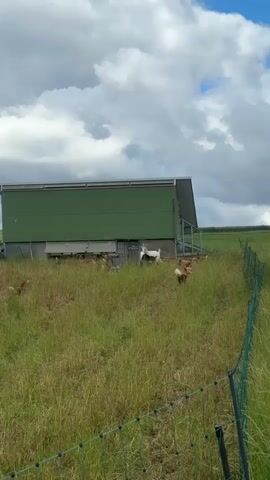 A wide shot captures a rural scene with a green chicken coop on a grassy slope. A fence runs diagonally across the foreground, with a few chickens visible in the tall grass. Several goats, including a white one and a black and white one, are near the coop. A red truck with a trailer is parked to the right of the frame. The sky is partly cloudy.