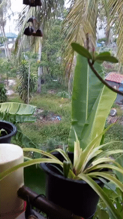 Heavy downpour hits tropical village in Thailand
