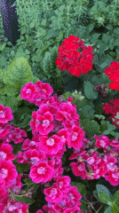 Outdoor event with flowers and decorations observed in Rome