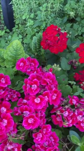 Outdoor event with flowers and decorations observed in Rome