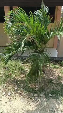 The video shows a small palm tree in front of a building. The tree has green fronds and a brown trunk. The ground is covered with dirt, grass, and rocks. The building has a brown roof and a light-colored wall. The sun is shining.