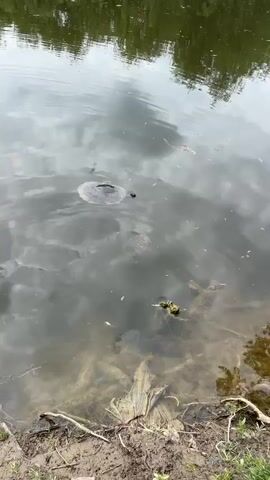 Two turtles swim in a murky pond. The water reflects the cloudy sky above. Scattered leaves and debris float on the surface. Vegetation lines the pond's edge. One turtle is larger than the other.