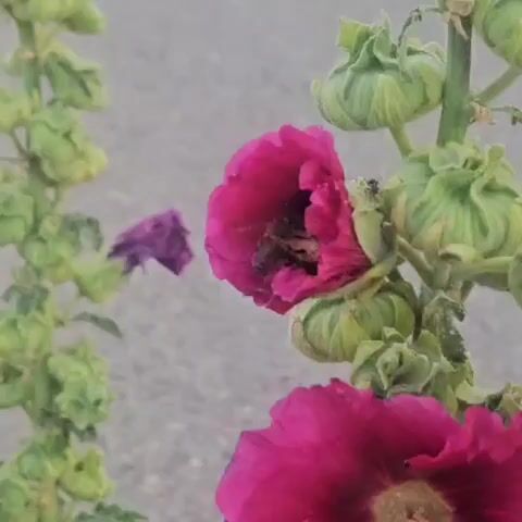 A close-up shot shows a bee inside a vibrant pink flower. The bee is partially obscured by the flower's petals but its striped body is visible. To the right of the bee, an ant crawls on the flower's stem. The background is out of focus, appearing as a light gray and beige textured surface, possibly pavement or dry earth. In the foreground, another large pink flower petal is visible at the bottom of the frame, and to the left, a stem with several green buds extends from the left side of the image, with a single blurred purple flower in the distance. The lighting suggests it is daytime, with natural light illuminating the scene.