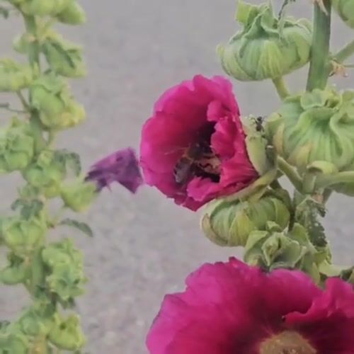 Bees, roadside flowers, and a golden sunset in rural Algora