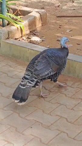 A turkey stands on a paved surface next to a concrete border.  Behind the turkey, a duck with black and white plumage walks into the frame from the left. Further to the left, a rooster with red and black feathers stands on the ground.  Behind the rooster, another chicken, likely a hen, is visible.  In the next shot, a chicken is walking on the dirt ground to the left of a duck.  A turkey is in the background to the right. In the final shot, a chicken and a duck are walking on the dirt ground. A turkey is visible in the background to the right. The environment appears to be an outdoor area with dirt, sand, and some vegetation.