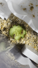 Crickets fed cucumber slices in containers in Chaikovsky, Russia