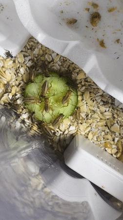 Crickets fed cucumber slices in containers in Chaikovsky, Russia
