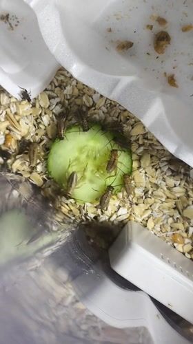 Crickets fed cucumber slices in containers in Chaikovsky, Russia