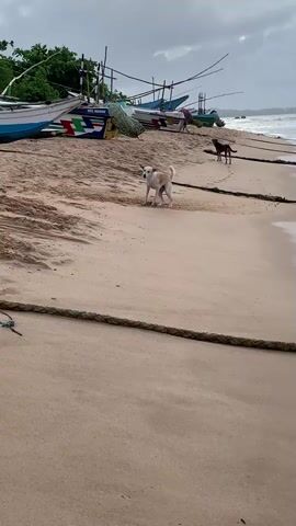 Two dogs are on a sandy beach. One dog, predominantly white with some brown markings, runs towards the camera. The other dog, mostly dark brown, stands further up the beach. In the background, several colorful fishing boats are pulled onto the sand. The ocean is visible on the right side of the frame, with waves gently rolling onto the shore. The sky is overcast. A thick rope lies across the sand in the foreground.