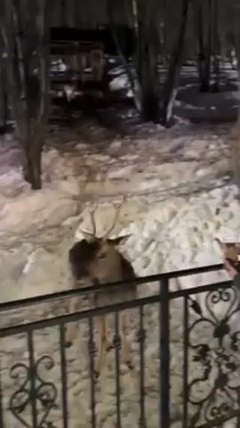 A person, presumably female, is feeding a young deer with small antlers from a clear glass. The deer is brown with white spots and is standing on snow-covered ground near a black wrought-iron fence. Behind the deer are bare trees and a small wooden structure. It is night, and the scene is illuminated by artificial light. The deer licks the substance from the glass, held by the person.