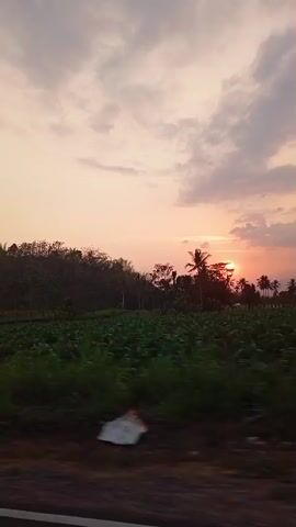 A vertical video captures a sunset over a rural landscape. The sky is filled with clouds painted in hues of orange, pink, and gray. In the foreground, lush green fields stretch across the frame, bordered by a dark road on the bottom. Silhouetted trees, including tall palm trees, dot the horizon. The sun, a glowing orb, is partially obscured by trees, casting a warm light over the scene. A simple building with a blue and gray facade and a yellow structure are visible on the right side of the frame. The camera appears to be moving, creating a sense of passing through the landscape.