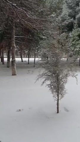 The camera pans across a snowy scene in what appears to be a park or wooded area. Numerous trees, some small and some larger, are coated with snow. The ground is entirely covered in a blanket of white. In the middle of the video, a figure wearing dark clothing walks briefly through the scene. The overall impression is a quiet, snowy landscape.