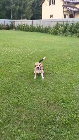 A dog is playing in a backyard. The dog is a beagle. The dog is running around and chasing a ball. The dog is playing in a grassy yard with a house in the background. The house is yellow and has a white roof. The yard is fenced. The dog is a healthy-looking dog. The dog is happy and energetic.