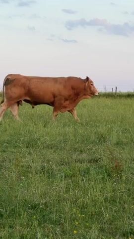 The video captures a side profile of a large, brown bull walking through a grassy field. The bull appears to be healthy and muscular, with visible udders. The field is lush and green, dotted with small yellow wildflowers. In the background, a line of trees can be seen, along with a fence post and what appears to be a utility pole. The sky is overcast with a hint of blue, suggesting either dawn or dusk. The bull is the sole focus of the video, and it moves with a steady gait across the frame. There are no people or other animals visible in the scene. The overall impression is one of a tranquil rural setting.