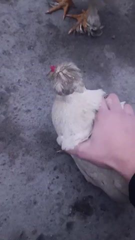 A hand strokes the back of a crouching chicken with grey and white feathers, a red comb, and feathered feet. Another white chicken with a red comb stands behind it, also with feathered feet. The chickens are on a grey concrete surface that appears damp. Some weeds are visible in the background.