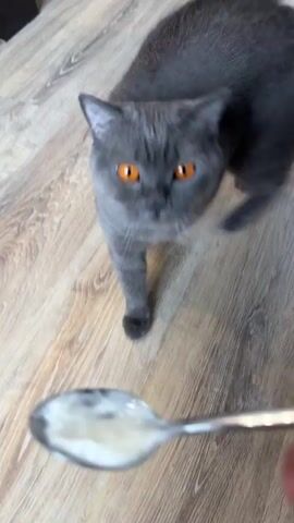 Here's a description of the video:

A grey cat is being hand-fed something from a spoon. The cat is a shorthair with amber eyes. It licks the spoon repeatedly, consuming the light-colored substance on it. The spoon is silver and held by a person whose hand is visible. The background is a light-colored wood-grain surface.