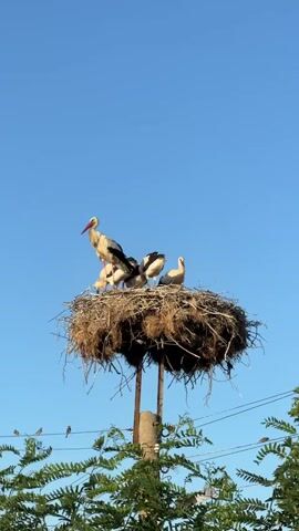 This is a vertical, eye-level shot of a large stork nest perched atop a pole against a clear blue sky. The nest is made of dry twigs and straw and is quite substantial. Five storks are visible in the nest. One adult stork stands prominently on the left, facing left, with its beak pointed upwards. It is mostly white with black wing feathers and a red beak and legs. Three younger storks, appearing to be fledglings, are clustered in the center of the nest. They are mostly white with some darker feathers. Another adult stork stands on the far right, facing right, with its head lowered.

The scene is set outdoors during the daytime. The bright, cloudless sky suggests sunny weather, likely during the warmer months when storks are nesting. The presence of the storks in their nest indicates a natural setting, and the foliage at the bottom of the frame suggests a rural or semi-rural location. The overall impression is one of peaceful observation of the storks in their natural habitat. No text is visible in the media file.