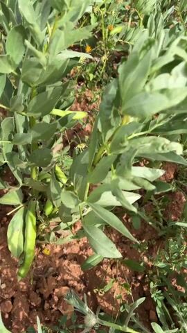 The video opens with a close shot of broad bean plants, showcasing their green foliage. Small yellow flowers and a single red poppy add color to the foreground. The camera then pans upward and outward to reveal a vast field of green plants interspersed with numerous red poppies. In the middle distance, a gently rolling green hill rises against a pale sky. Further into the distance, small herds of livestock graze peacefully. The landscape is a patchwork of cultivated fields and natural grasslands.