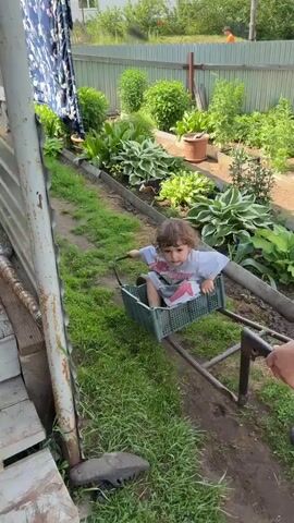 A toddler with curly brown hair is sitting in a green plastic basket attached to a wheelbarrow in a grassy backyard. The toddler is wearing a white t-shirt with a pink graphic. A person wearing a blue and white patterned headscarf, a teal vest, and a white t-shirt is pushing the wheelbarrow. The person's legs are visible, and they are wearing purple slippers. The backyard has a wooden fence in the background, green plants, and a dirt path. Laundry is hanging on a clothesline in the upper left corner.