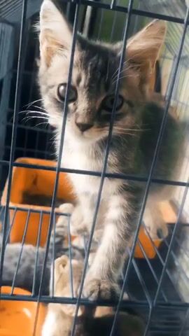 A close-up shot shows a kitten with gray and brown tabby fur inside a black metal cage. The kitten is looking to its left, then turns its head to the right, and then yawns. There are orange objects visible in the background, possibly food bowls. The cage bars are in the foreground, obscuring part of the kitten.