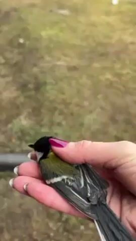 The video shows a person holding a great tit bird in their hand. The person has pink fingernails and releases the bird onto the ground. The bird, which is green, white, and black, doesn't fly away. The ground is covered in dead grass.