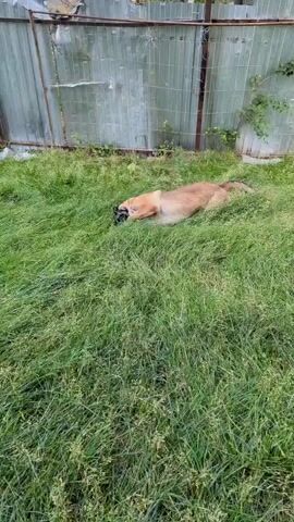 The video shows two dogs playing in a grassy outdoor area. The first dog is light brown and is partially buried in the grass. The second dog, a Belgian Malinois wearing a muzzle and an orange collar, runs into the frame and interacts with the first dog, nudging and playing with it. The dogs are in a yard with a metal fence and some vegetation in the background.
