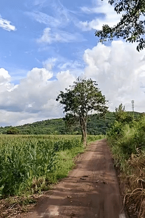 Dirt road winding through cornfields and trees in rural Thailand