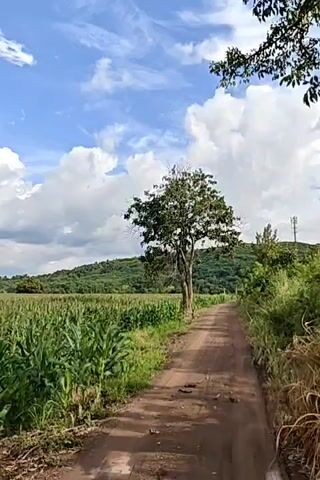 A dirt road stretches into the distance, bordered by a field of tall green corn on the left and lush vegetation on the right. Large trees with green leaves are scattered throughout the scene, with a prominent tree to the right of the road. The sky above is a vibrant blue, dotted with fluffy white clouds. In the background, rolling green hills create a picturesque landscape. The road appears to have some puddles and tire tracks, suggesting it has recently rained or been used by vehicles. The overall impression is a serene and natural environment.