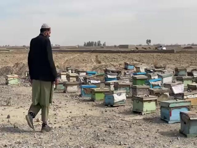 A man in a traditional outfit walks through a field of beehives. The man is wearing a black jacket, a light green shawl, and a white hat. The beehives are painted in various colors, including blue, green, and white. The field is barren and dry. In the distance, there are some buildings and trees. The sky is overcast. The man is walking slowly and deliberately.