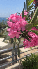 Tropical park scene with flowers, palms, Turkish flag documented