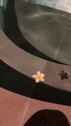 The video shows a pale yellow and pink flower floating in the shallow water of a dark-colored, circular pool or jacuzzi. The pool is bordered by a wide, flat, gray rim, part of which is also underwater. Next to the flower, on the rim, is a dark silhouette of a turtle. The pool is set into a floor made of red-brown tiles. The lighting is dim. The camera remains still, providing a close-up view of the scene. A shadow is visible in the lower left corner of the frame.