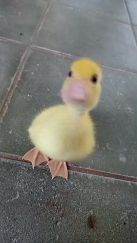 Two small yellow ducklings are on a tiled floor. One duckling is looking directly at the camera. The other duckling is turned away from the camera. The ducklings are moving.