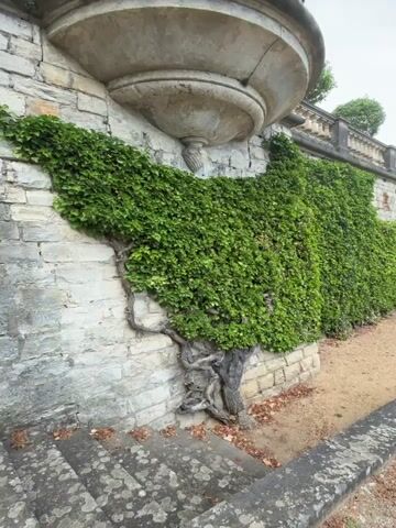 This is a close-up, static video of an ivy-covered stone wall with a decorative stone structure at the top left. The ivy is thick and green, growing over the rough-hewn stone blocks of the wall. A thick, gnarled vine emerges from the base of the wall, its roots intertwined with the stone steps leading up from the left foreground. The ground beside the wall is covered in fine gravel, with a low stone border running along the right side of the frame. In the background, a green bench is visible, and further along the wall, an arched doorway can be seen. The sky above is cloudy.