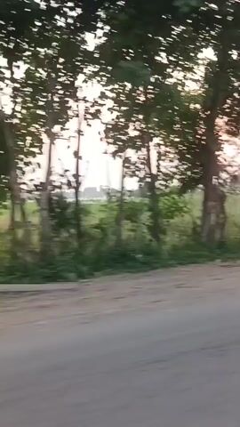The video shows a person riding an auto-rickshaw on a road. The rickshaw is black and has a canopy. The person appears to be male, wearing an orange shirt. He is steering the rickshaw. The surrounding environment is rural, with trees and fields visible. The sky is overcast and light. The video is shot from a moving perspective, possibly from another vehicle.