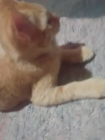 A close-up, low-angle shot shows an orange cat lying on its back. The cat's paws are in the air, and its belly is exposed. The cat's head is tilted to the side, and its eyes are partially closed. The background is blurred but appears to be a textured surface. The lighting suggests an indoor environment, possibly with sunlight casting shadows.
