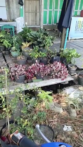 The video begins with a shot of a porch filled with plants in pots. A person is visible on the left side of the screen, wearing a blue shirt and holding a camera. The camera pans to the right, showing a folding table with a green surface leaning against a wall. The scene then shifts to a paved road, with trees and houses lining the sides. A car is seen driving down the road, followed by a motorcycle with two people on it. The video ends with a shot of a motorcycle driving down the road.