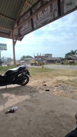 A child in a yellow outfit runs near a yellow dump truck that is stopped on a dirt road. Two cows are walking across the road behind the child. A scooter is parked in the foreground on the left. The scene appears to be in a rural or semi-rural area with houses and vegetation visible in the background. The sky is overcast.