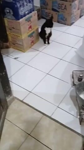 The video shows a black and white cat sitting on a tiled floor. The cat is facing away from the camera and looking to the right. In the background, there are stacks of boxes and bottles of water. To the right of the cat, there is a small metal object with some white substance in it. The scene appears to be indoors, possibly in a storage area or kitchen.