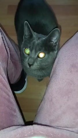 A gray cat with yellow eyes stands between someone's legs, which are clad in pink fuzzy pajama pants and sneakers. The cat then turns and rubs against their leg. The floor is made of brown planks.