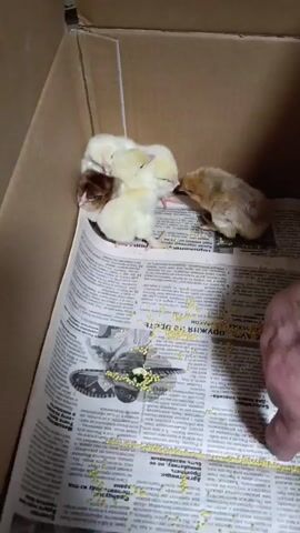 The video shows a cardboard box lined with a newspaper, containing several small chicks huddled together, along with scattered millet grains for food. One hand is visible near the edge of the box. The chicks are mostly yellow and white, with one brown chick amongst them. They are either eating or resting in the box.