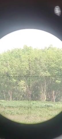 This video shows a view through a scope, targeting a line of trees. The reticle is visible in the center of the frame, with markings indicating distance. The trees are dense and green, with some lighter foliage visible amongst the branches. The ground in front of the trees is covered in grass and some sparse vegetation. The sky is bright and overcast. The scope appears to be zooming in slightly at the beginning of the video.