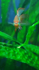 Aquarium fish and raptors up close in Abakan