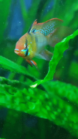 Aquarium fish and raptors up close in Abakan